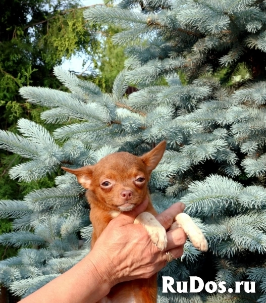 Милые девочки Чихуахуа 7 месяцев изображение 9