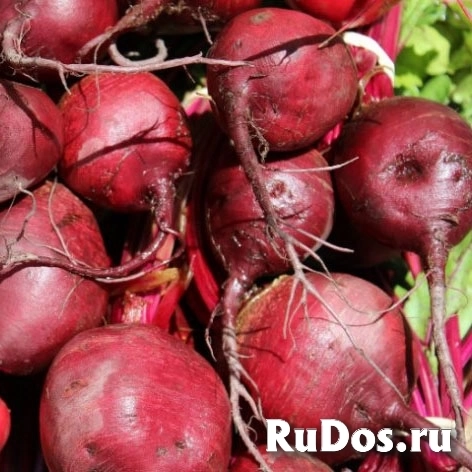 Поставки сезонного урожая свеклы оптом по Алтайскому краю фото