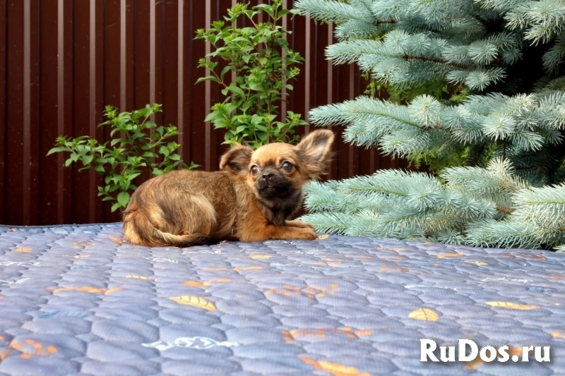 Милые мальчики мини и мелкий стандарт Чихуахуа изображение 7