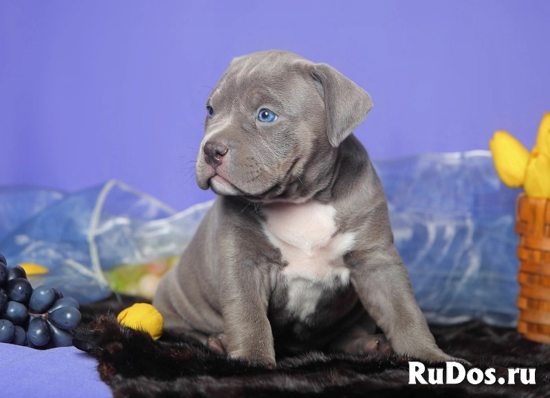 Шикарные щенки Американского булли изображение 5