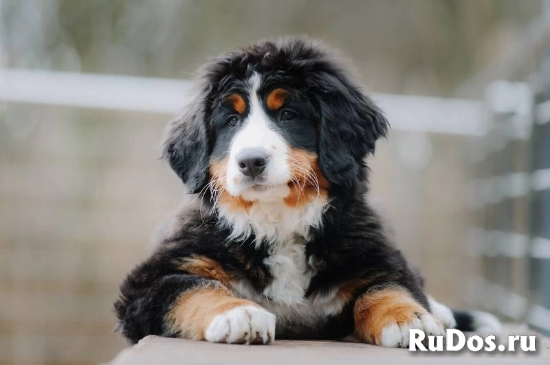 Bernese Mountain Dog от заводчика фото