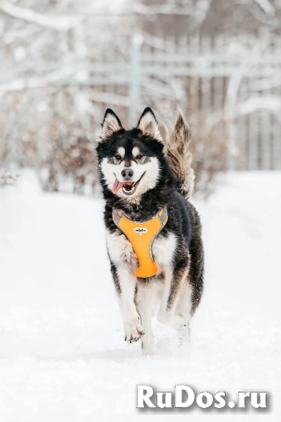 Метис маламута Берт в поисках лучшей семьи. фотка