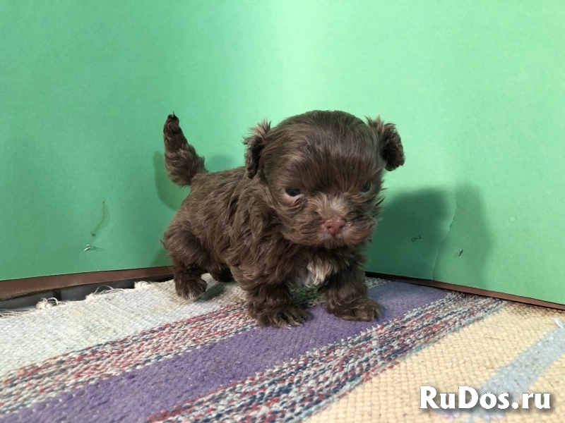 Продаются щенки русской цветной болонки фотка