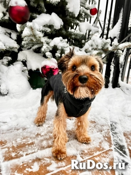 Активный и веселый пес Чарли в добрые руки изображение 4