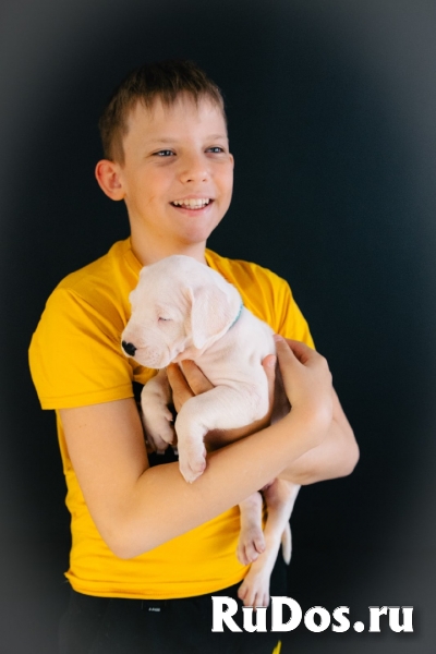 Щенки Аргентинского дога изображение 3