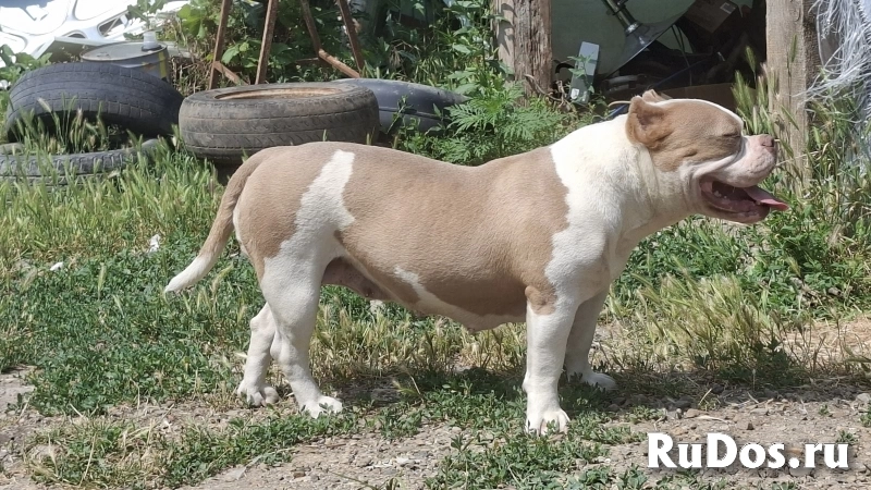 ЩЕНКИ Булли изображение 9