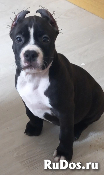 Черная малышка Амстаффтерьера  бронь изображение 5