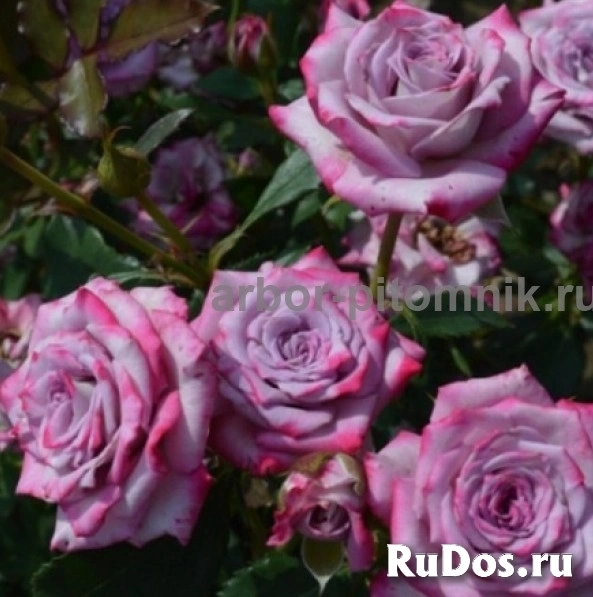 , купить растения изображение 7