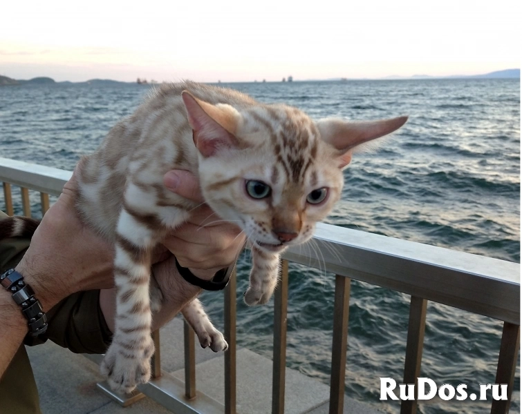 Шикарные шоу класса бенгальские котята недорого изображение 8