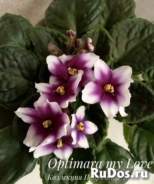 , купить растения изображение 9