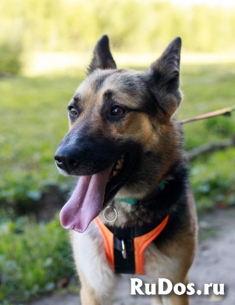 Тоффи самая ласковая собака в мире! изображение 9