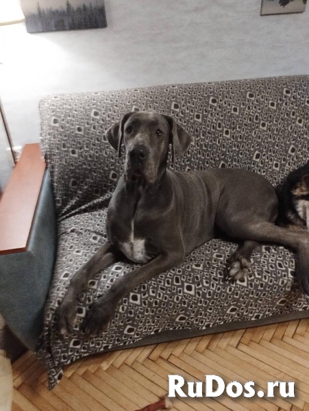 Ищет дом немецкая догиня Кася! изображение 4