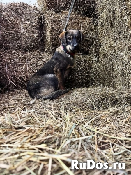 Ищут дом подросшие щенки. изображение 7