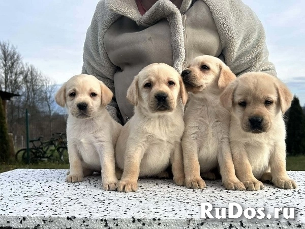 Лабрадор ретривер изображение 6