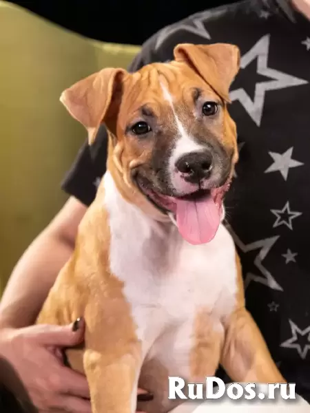 Шикарные тигровые и рыжие щенки Амстаффтерьера ркф изображение 9