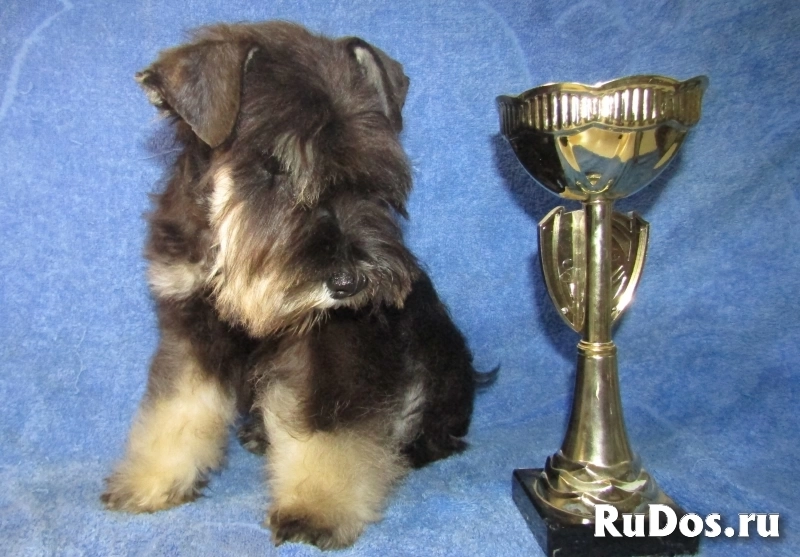 Цвергшнауцер высокопородные щеночки изображение 5