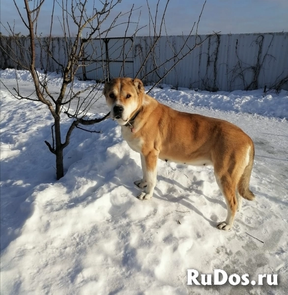 Среднеазиатская овчарка Мира в добрые руки изображение 4