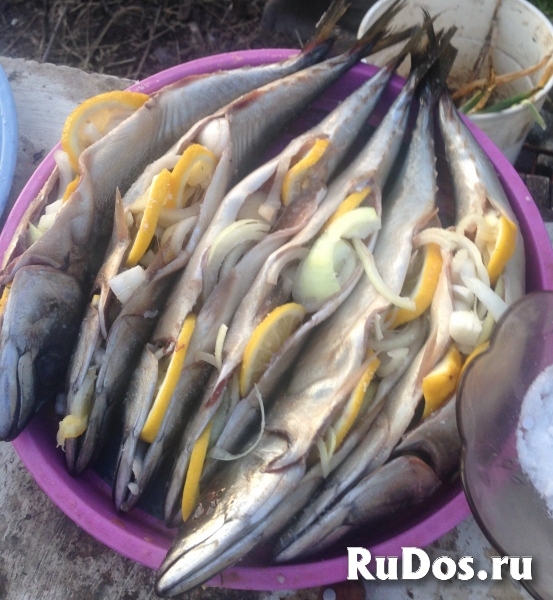 Коптильня горячего и холодного копчения фотка