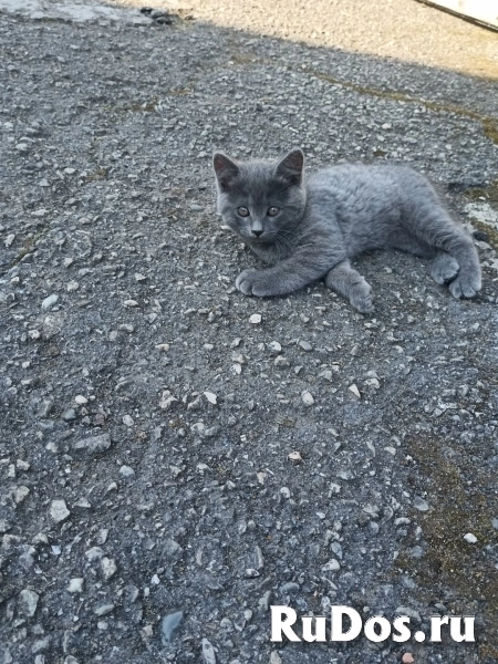 Прекрасные котята фото