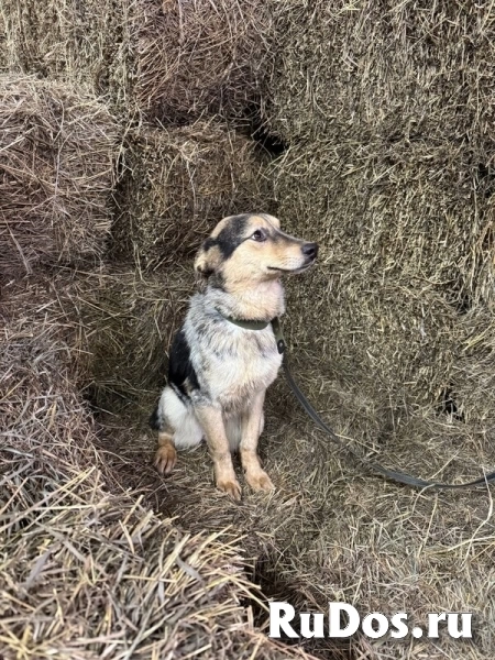 Ищут дом подросшие щенки. изображение 9