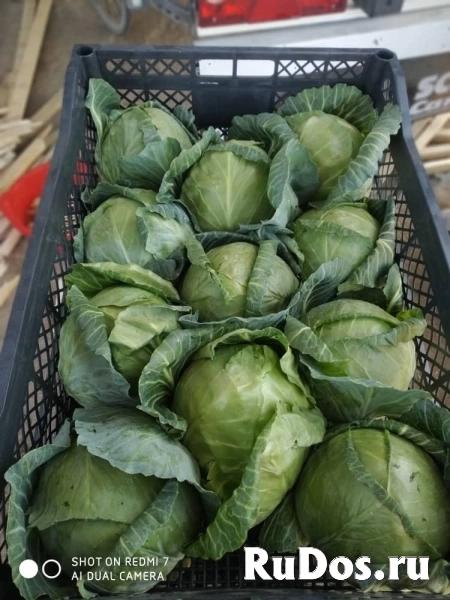 Капуста белокочанная рання фотка