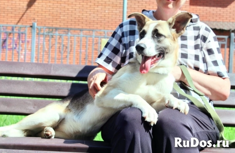 очень классная собака Мира , ищет срочно дом. фотка