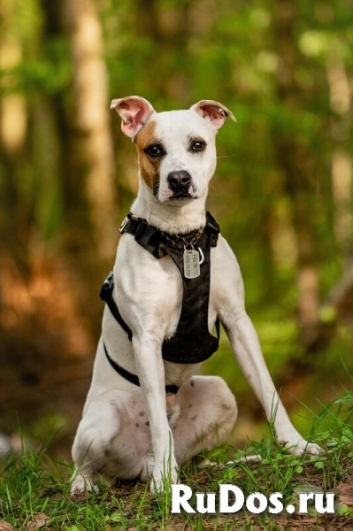 Красивый пёс Дарий в добрые руки. изображение 7