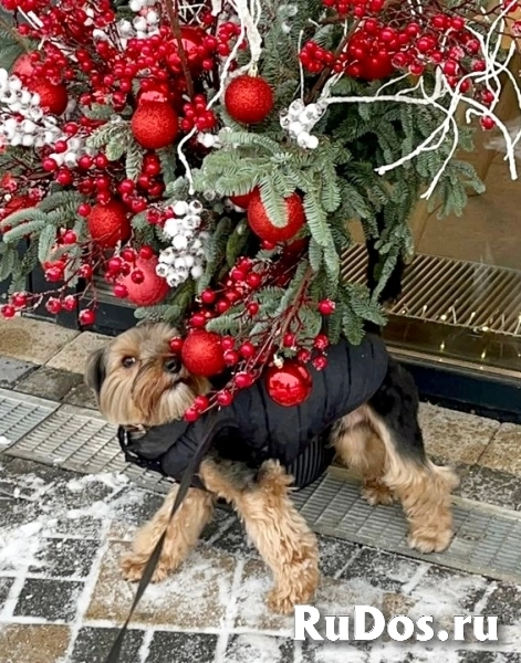 Активный и веселый пес Чарли в добрые руки изображение 5