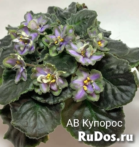 , купить растения изображение 5