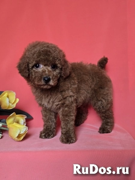 Красный той-пудель/миниатюрный пудель изображение 6