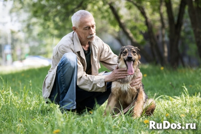 Чудесная собака Мила ищет семью. изображение 3