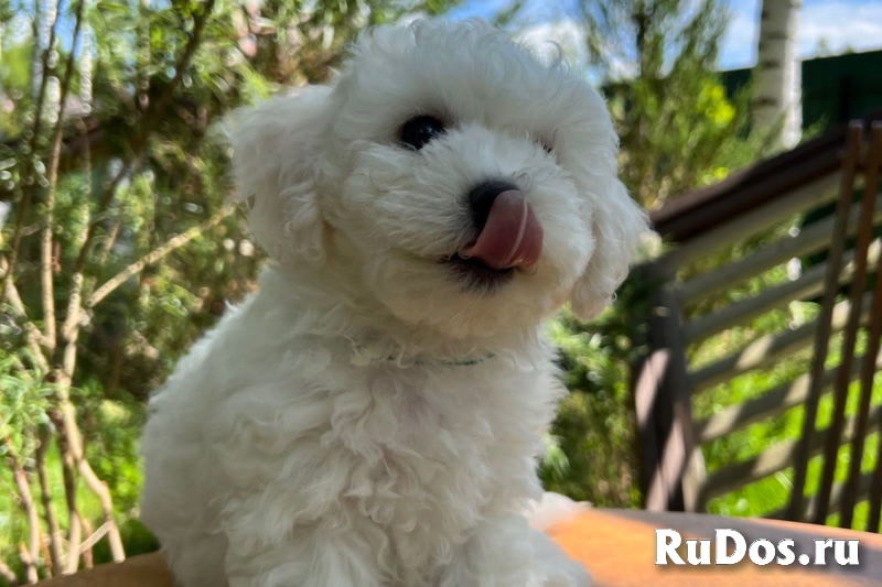 Щенки Бишон-Фризе изображение 6