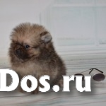 Померанского цверг шпица щенки изображение 5