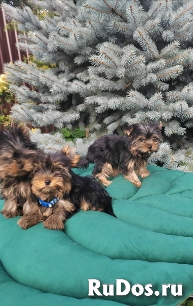 Йоркширский терьер щенки изображение 5