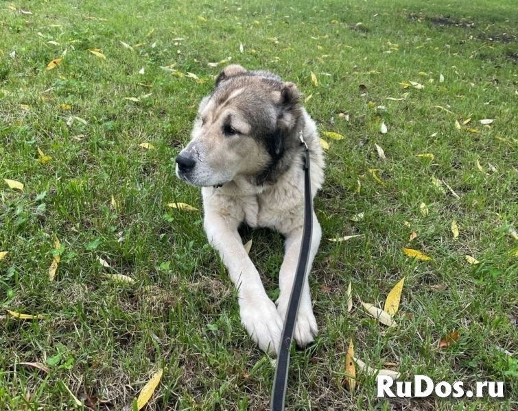 Самый добрый алабай ищет своего человека! изображение 3