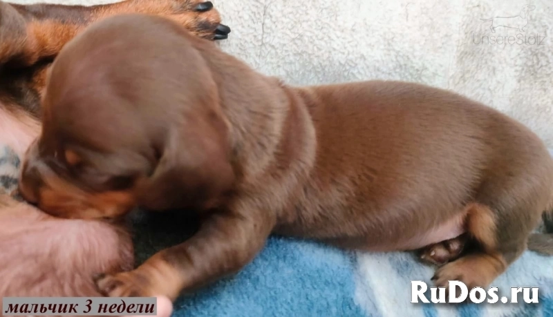 Такса миниатюрная/кроличья - шоколадные щенки/мальчики изображение 9