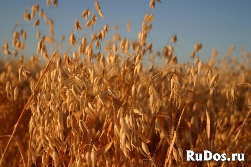 Семена ярового овса Валдин 765 фото
