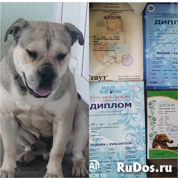 Ка де бо. Бронирование щенков фото