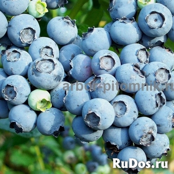 Саженцы голубики из питомника с доставкой и посадкой изображение 10