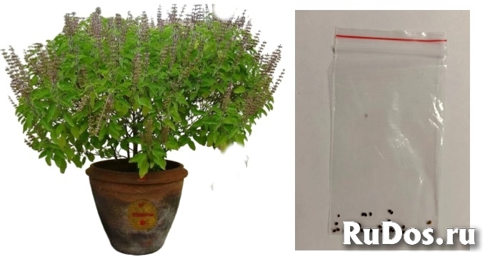 Семена туласи, в пакетике для выращивания дома. фото