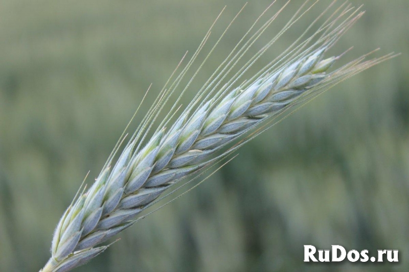 Семена озимого тритикале Тихон, Хлебороб. фото