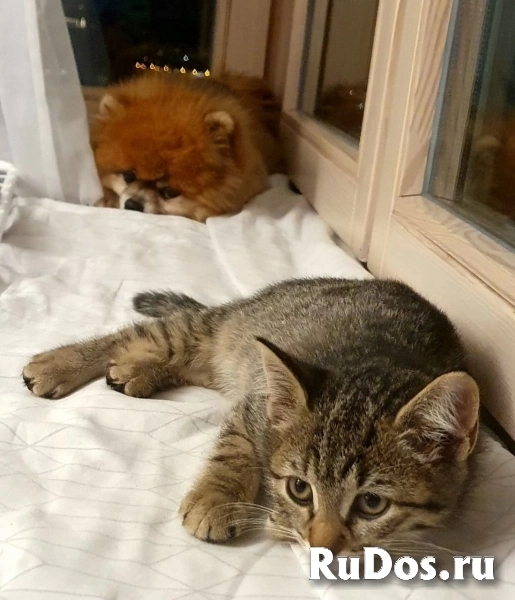 Ника и Сима ищут дом и самых лучших хозяев изображение 3