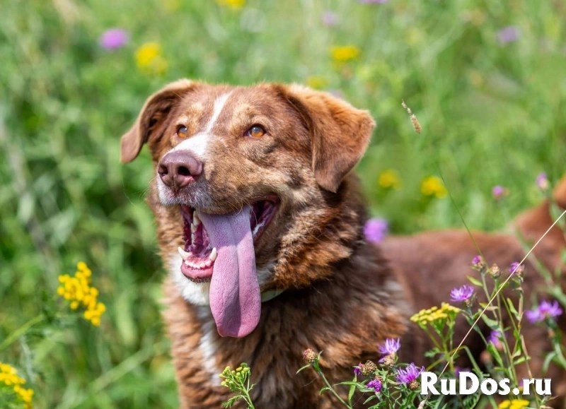 Молодой весёлый Барни в добрые руки! изображение 8