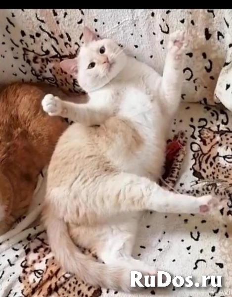 Замурчательная породистая кошка Пичи в дар изображение 4