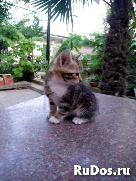 Отдам котят от матери крысоловки фотка