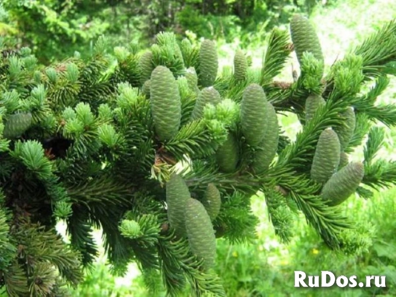 Закупаем масло пихтовое. Кемерово фото