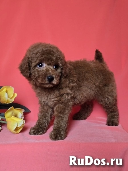 Красный той-пудель/миниатюрный пудель изображение 5