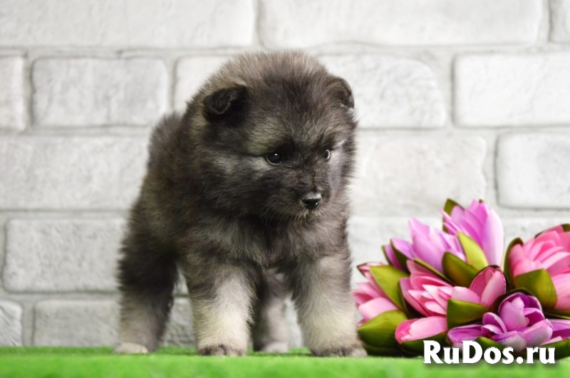 Щенки Кеесхонда (Вольфшпиц) изображение 5