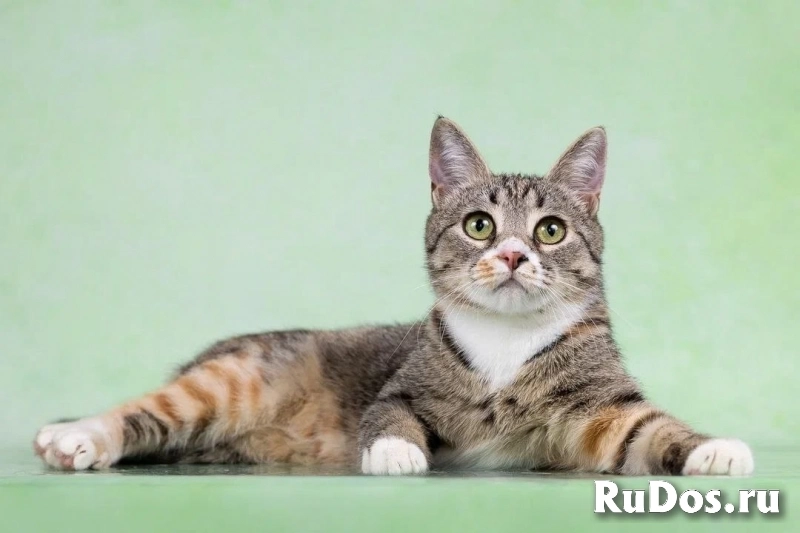 Котенок Грейси — ласковое чудо в поисках дома! изображение 3