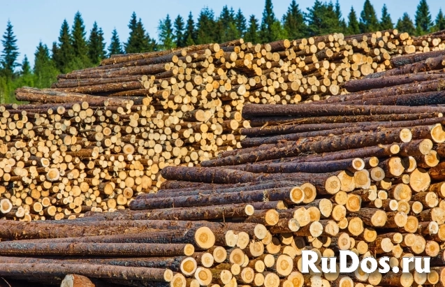 Компания ООО "ТрансЛесКом" на постоянной основе закупает фото